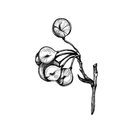 Handdrawn botaical element, Flower drawingのイラスト素材
