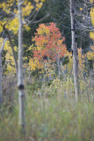 Aspen tree in fall