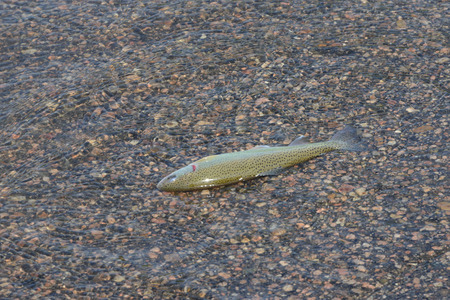 fish caught on roadの写真素材