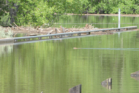 muskrat swimming on flooded roadの写真素材