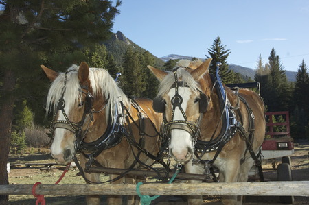 team of horsesの写真素材