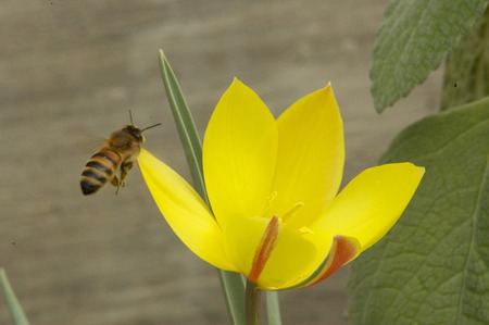 Bee coming in for a snack,の写真素材