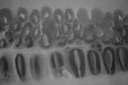 Black and white cross section of cucumberの写真素材