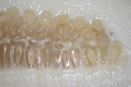 macro of seeds of cucumberの写真素材