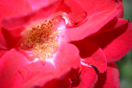 red rose macroの写真素材