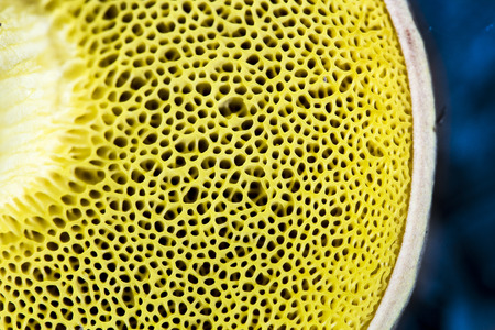 Mushroom with yellow sporesの写真素材