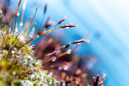 Abstract, colorful composition with moss flowers in summer and springの写真素材