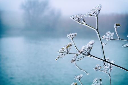 Ice trees on could winter dayの写真素材