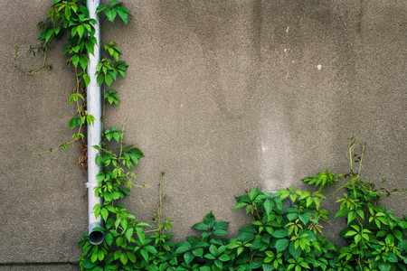 Plant on wallの写真素材