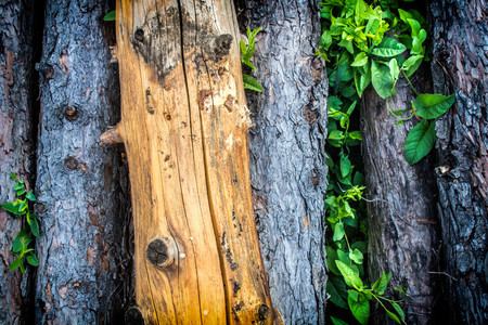 Old wood textures