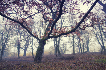 Trail through a mysterious dark old forest in fog. Autumn morning. Magical atmosphere. Fairytaleの写真素材