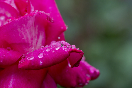 Water drop on red rose leaf after rain abstract backgroundの写真素材