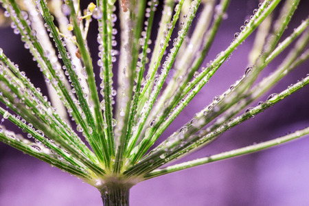 Flower of green dill (fennel). Green background with drops