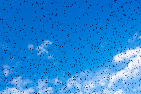 Birds flying in blue sky. Abstract background.の写真素材