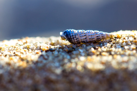 Nice little shells on golden sand in sea beach. Close up macro photo background.