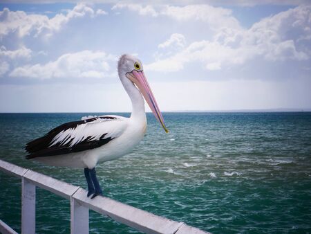 Australia Pelican standing on Urangan Pier,の写真素材