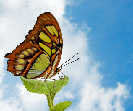 A butterfly resting on a leaf isolated over white.の写真素材