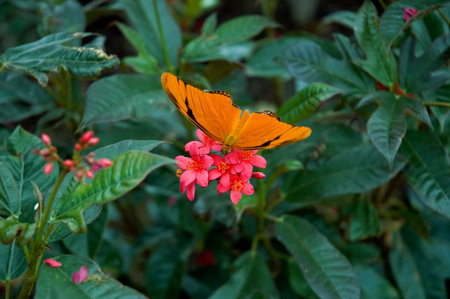 Arrayの写真素材