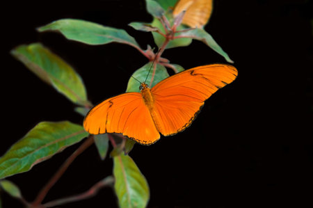 A yellow-orange butterfly resting on a plant on a black background.の写真素材