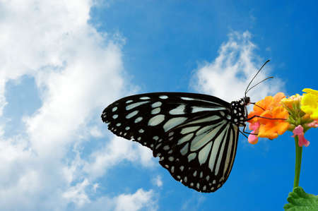 Butterfly perched on a flower with a puffy white cloud background.の写真素材