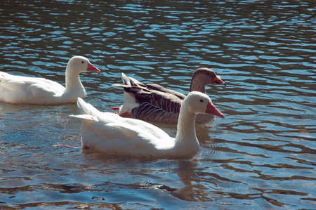 Three ducks enjoying a early morning swim in the lake.の写真素材