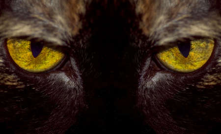 Extreme close-up of a house cats eyes.の写真素材