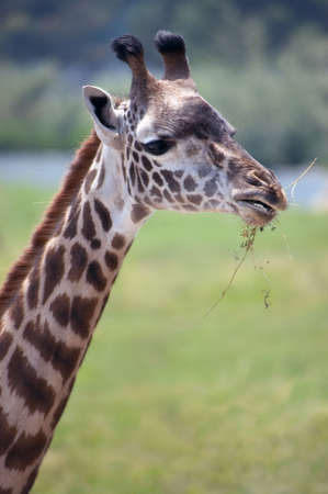 Close-up vertical of a giraffe as it enjoys a meal of straw.の写真素材