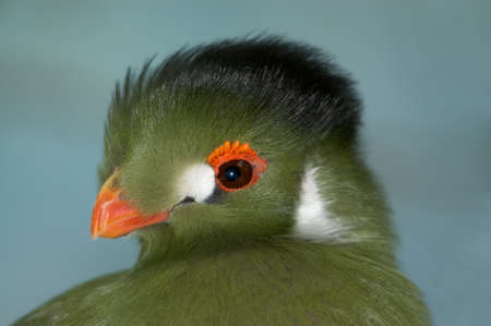 Close-up of a colorful green exotic bird.の写真素材