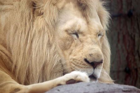The king of the beasts , the powerful lion, takes a nap.の写真素材