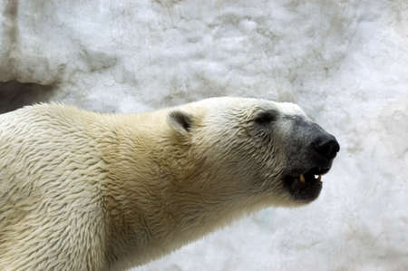 Large and hungry polar bear on the prowl for food.の写真素材