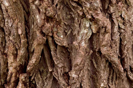 Close-up of some very craggy and rough tree bark texture.の写真素材