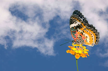 Beautiful butterfly resting on a flower with a puffy white cloud background.の写真素材