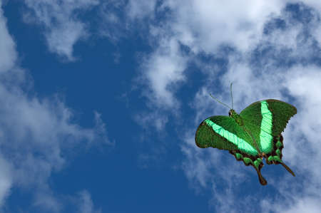 Beautiful green butterfly flying off into a puffy white cloud background.の写真素材