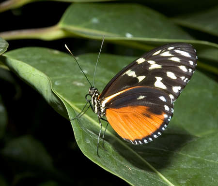 Beautiful butterfly resting on a leaf.
