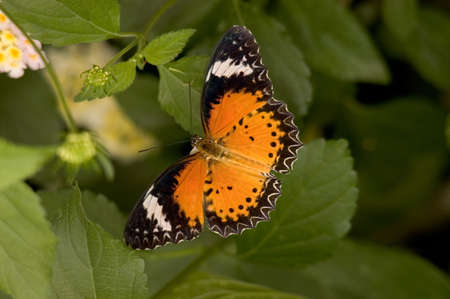Beautiful orange and black  butterfly resting on a leaf. Clipping path included and another version with the butterfly cut out and placed on a blue puffy sky background is available.の写真素材