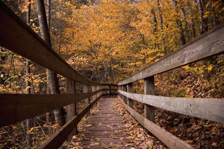 A boardwalk on a forest trail makes for an inviting image bringing you into a beautiful autumn...