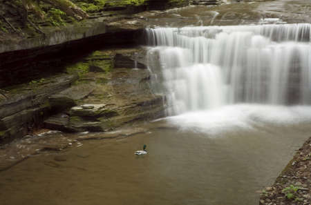 A Mallard Duck enjoys a swim in a pool below a beautiful waterfall. Spring colors along the stream add to the beauty of the scene.  One of many waterfalls in my collection.の写真素材