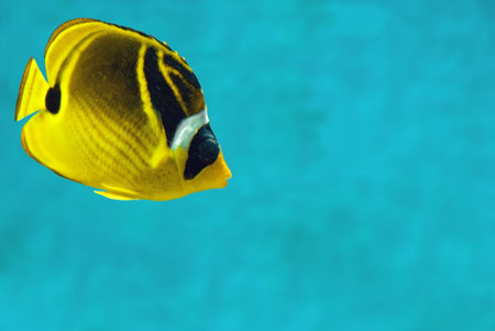 Very colorful yellow and black tropical fish against a clean blue background.の写真素材