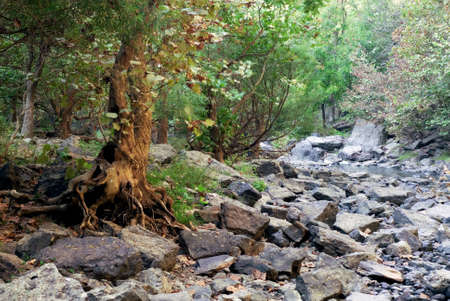 A tree struggles to gain a strong foothold in a rocky stream bed making its roots gnarly and full of character. の写真素材