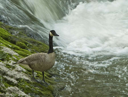A Canada Goose enjoys itself by the side of a small waterfall.の写真素材