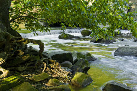 A gnarly tree grows along the edge of a small waterfall.  Found in the middle of an urban area near...