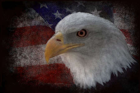 The national bird of the United States Of America, the majestic bald eagle against a Flag background. Great patriotic image.の写真素材