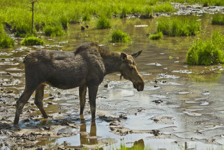 A moose near Spray lake in the Canadian Rockies near Canmore Alberta Canada. の写真素材