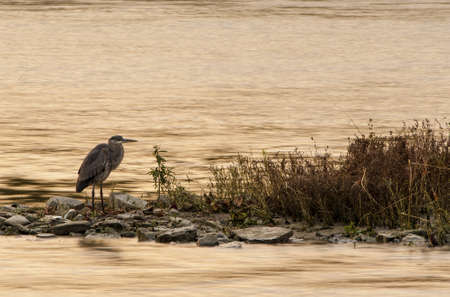 Great Blue Heron resting on some rocks by the Maumee river at sunrise の写真素材