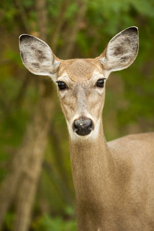 Close up of a white-tailed deer  Seen in Sidecut Metropark in Toledo Ohio の写真素材