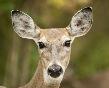 Close up of a white-tailed deer  Seen in Sidecut Metropark in Toledo Ohio の写真素材