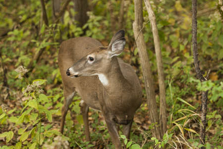 Close up of a white-tailed deer  Seen in Sidecut Metropark in Toledo Ohio の写真素材