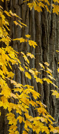 Beautiful yellow Maple leaves contrasting against a brown bark tree の写真素材