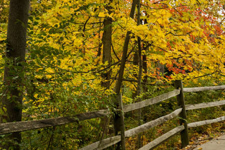 Beautiful red,orange and yellows colors of autumn along a split rail fence の写真素材