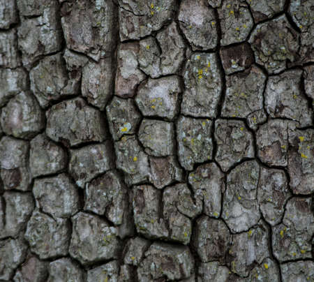 Close up of an interesting tree bark texture pattern の写真素材